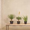 Yucca rostrata Kunstpflanze UV-Stabil 55 cm - Gallery 1 Yucca rostrata Kunstpflanze UV-Stabil 55 cm