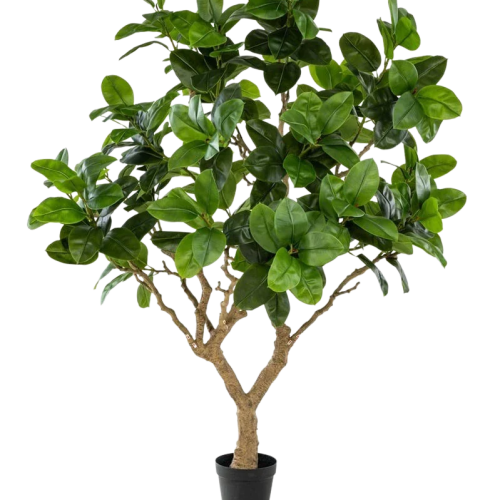 Künstlicher Gummibaum - Temptus | 240 cm