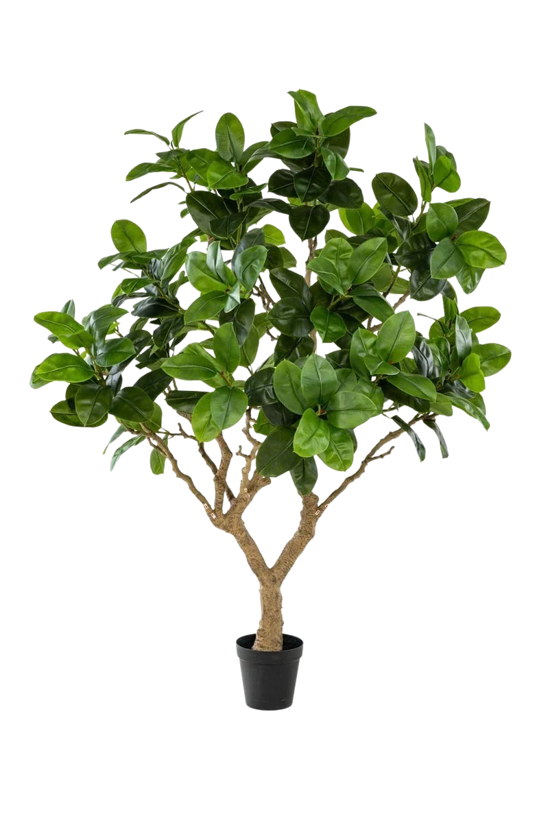 Künstlicher Gummibaum - Temptus | 240 cm Künstlicher Gummibaum - Temptus | 240 cm