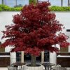Künstlicher Laubbaum - Liss | 350 cm (Kopie)