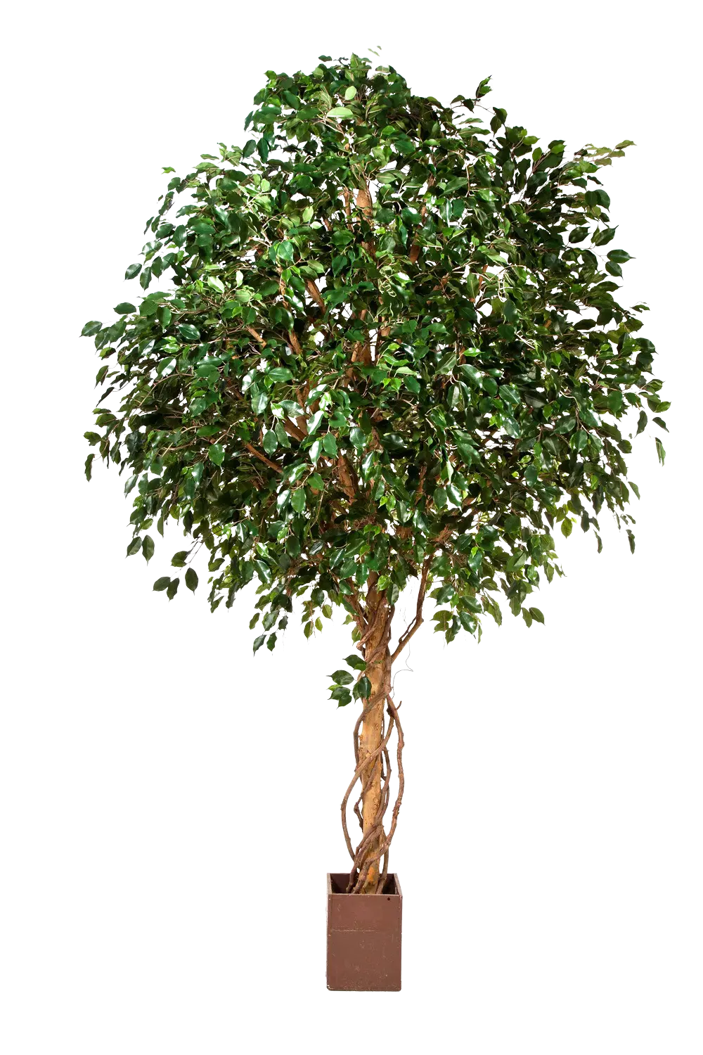 Künstlicher Ficus Baum - Nero | 360 cm