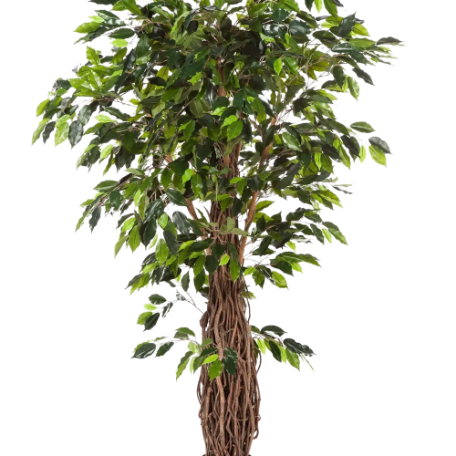 Künstlicher Ficus – Jannik | 270 cm