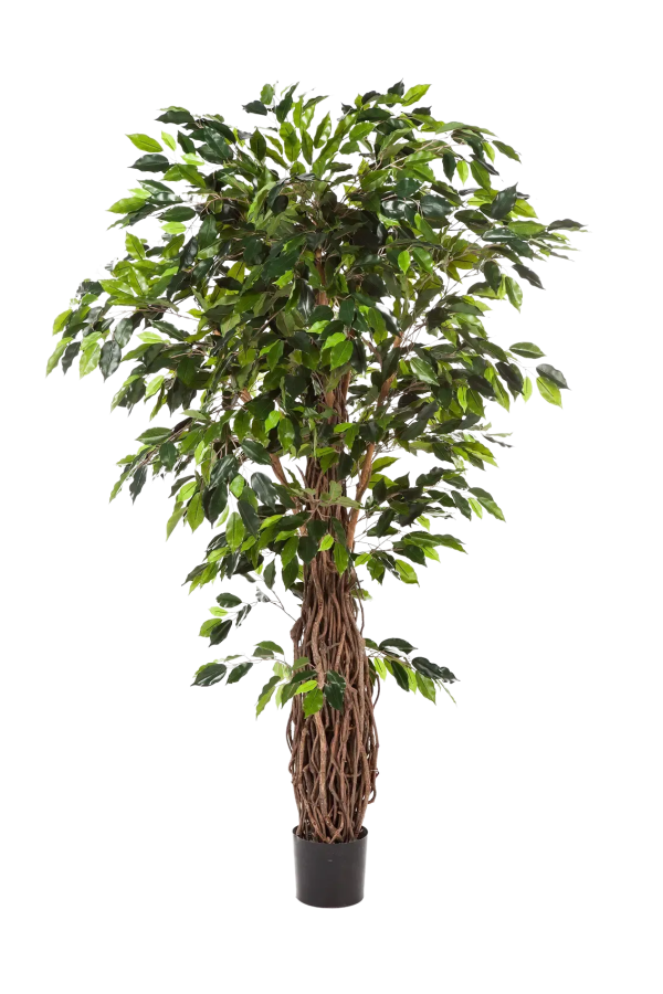 Künstlicher Ficus – Jannik | 270 cm