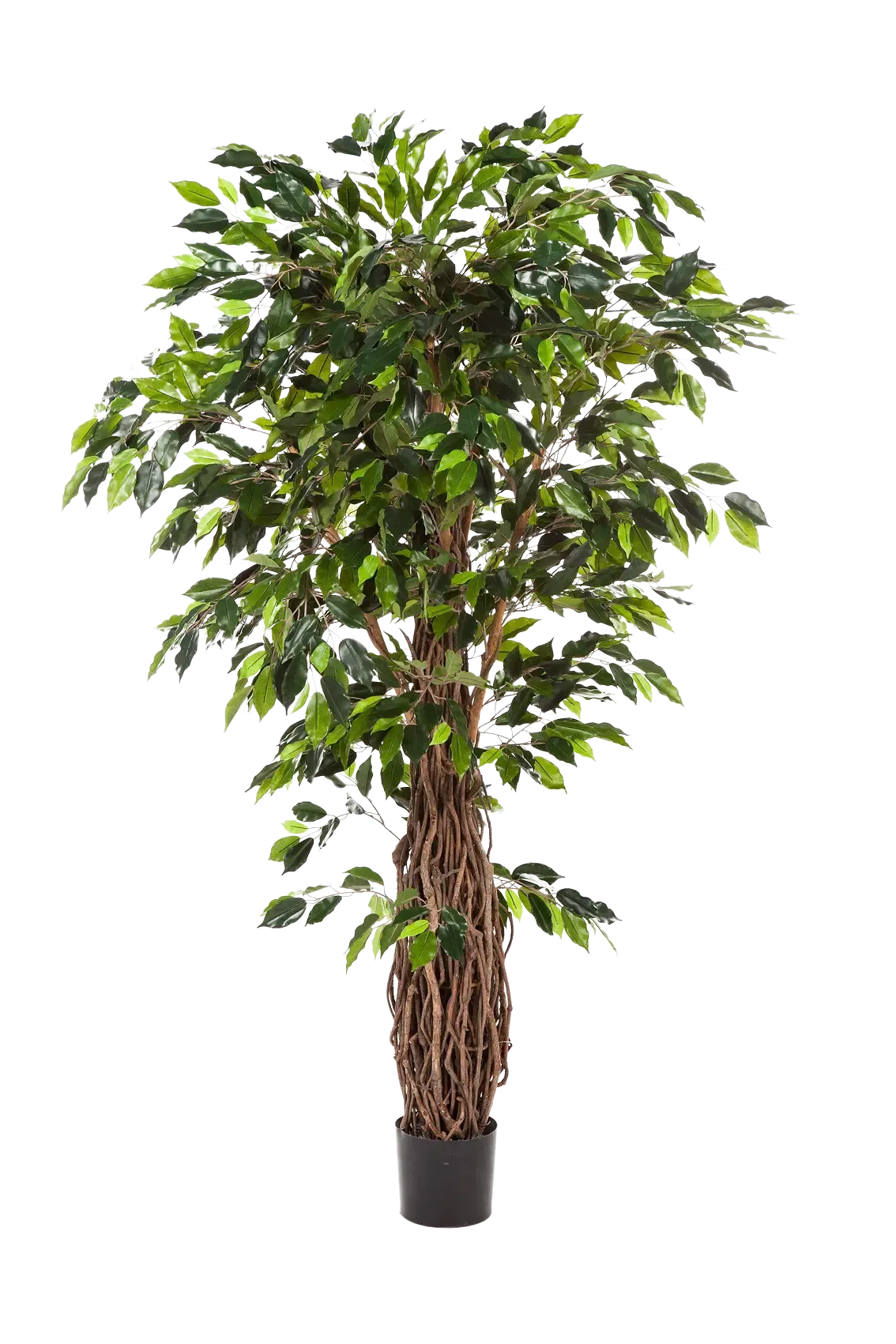 Künstlicher Ficus – Jannik | 270 cm