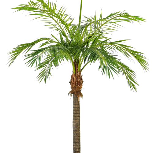 Künstliche Phoenixpalme - Saskia | 420 cm