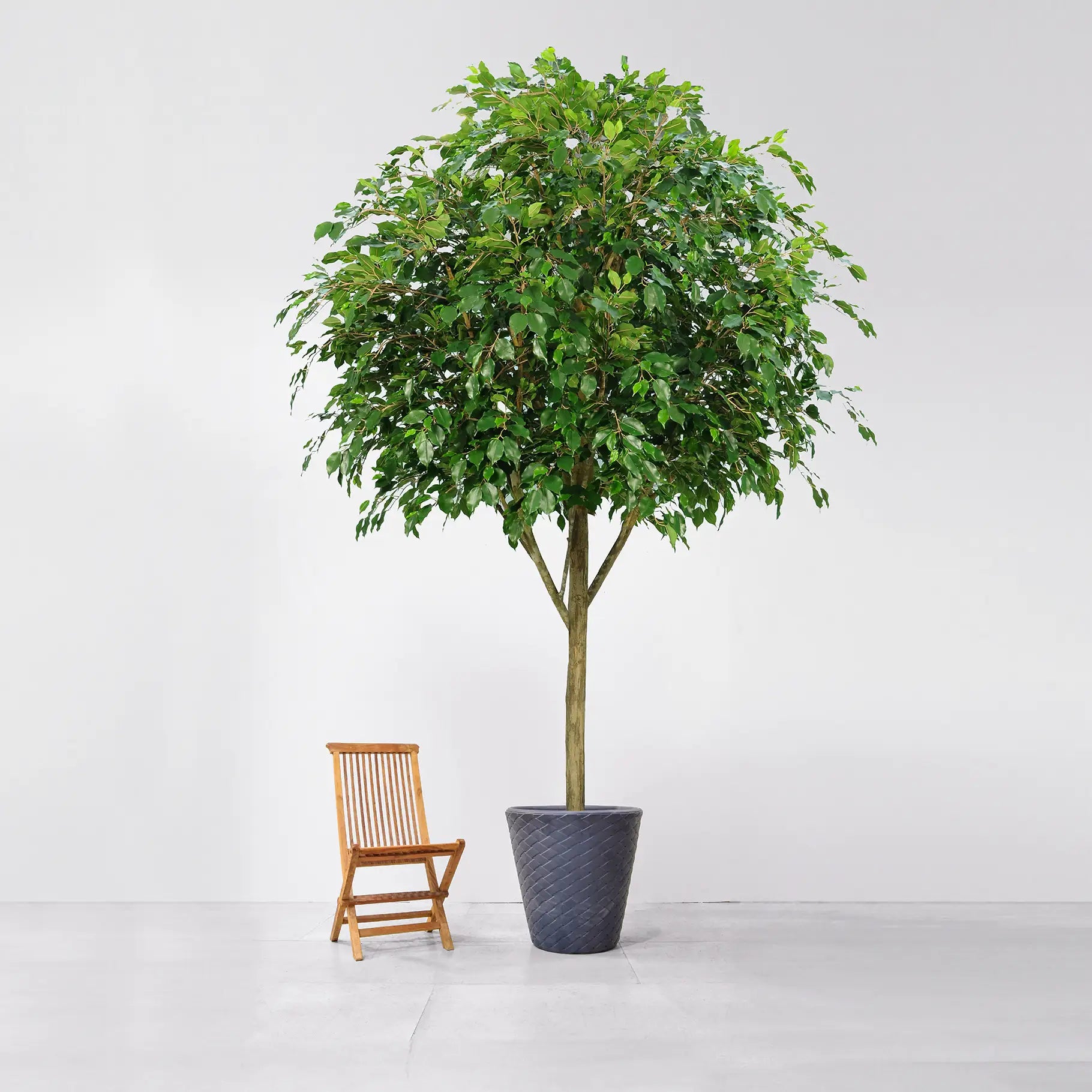 Künstlicher Ficus - Claus | 400 cm Künstlicher Ficus - Claus | 400 cm