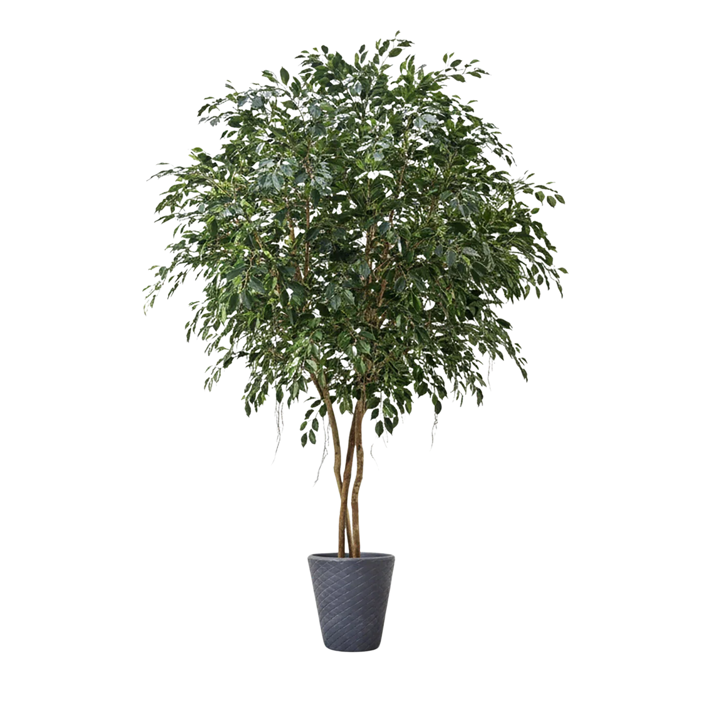 Künstlicher Ficus - Gajus | 400 cm