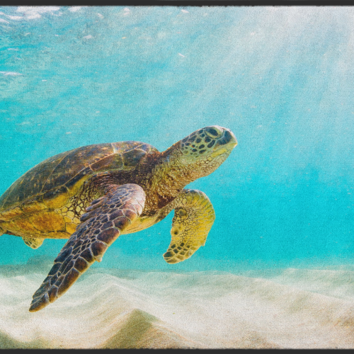 Fussmatte Schildkröte 10473