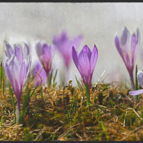Fussmatte Krokus 10648
