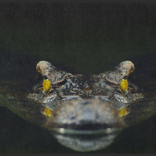 Fussmatte Krokodil 10804