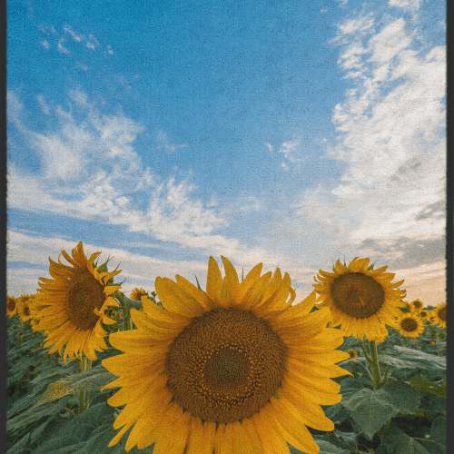 Fussmatte Sonnenblumen 10979
