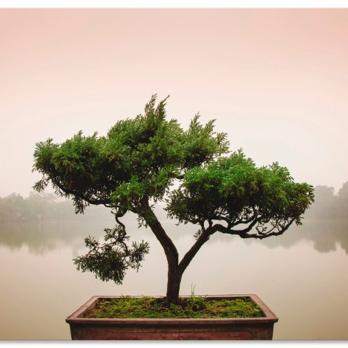 Artland Leinwandbild "Chinesischer Bonsaibaum" Bäume 1 Stk. tlg. auf Holzrahmen gespannt Artland Leinwandbild "Chinesischer Bonsaibaum" Bäume 1 Stk. tlg. auf Holzrahmen gespannt