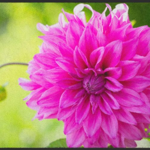 Fussmatte Dahlie 5079
