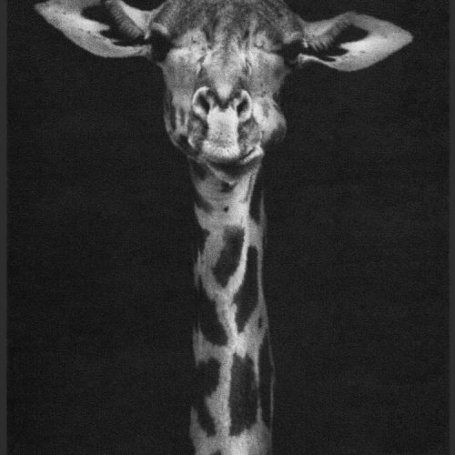 Fussmatte Giraffe 7687