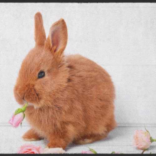 Fussmatte Hase 4945