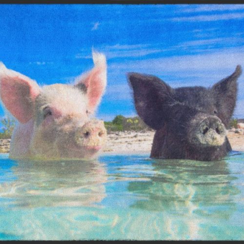 Fussmatte Schweine Bahamas 4530