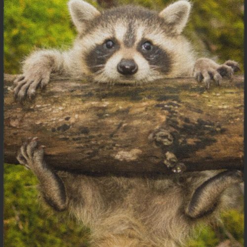 Fussmatte Waschbär 7079