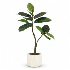 Kunstpflanze mit Topf Ficus Elastica 90 cm mit Solco Gefäß Weiß