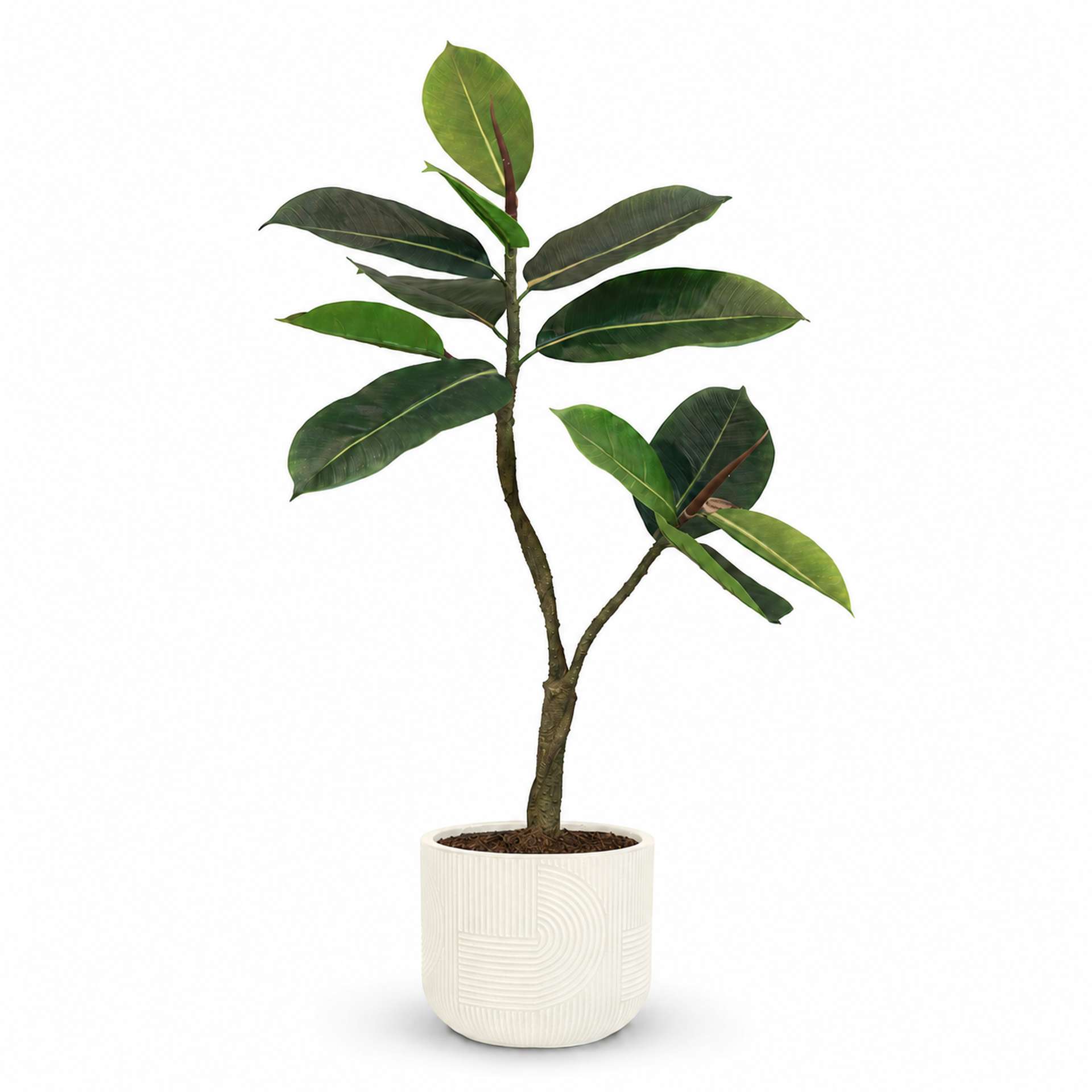 Kunstpflanze mit Topf Ficus Elastica 90 cm mit Solco Gefäß Weiß